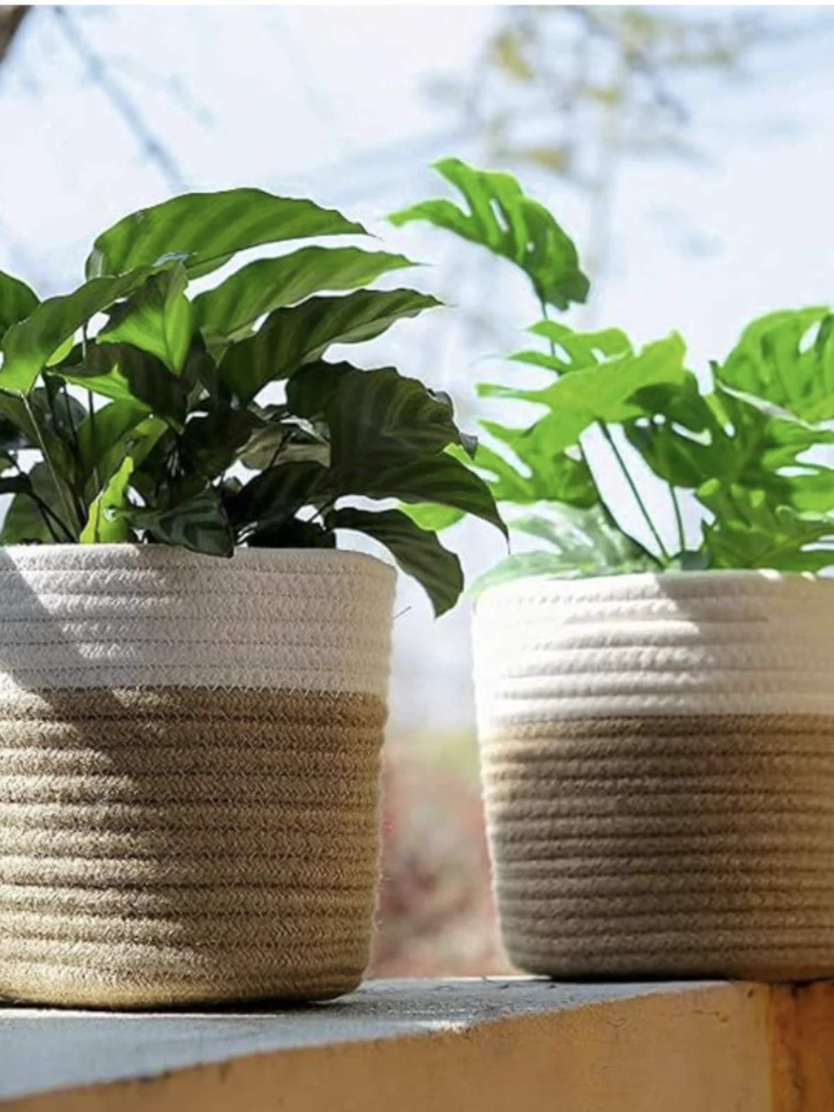 Cotton Rope Planter Basket
